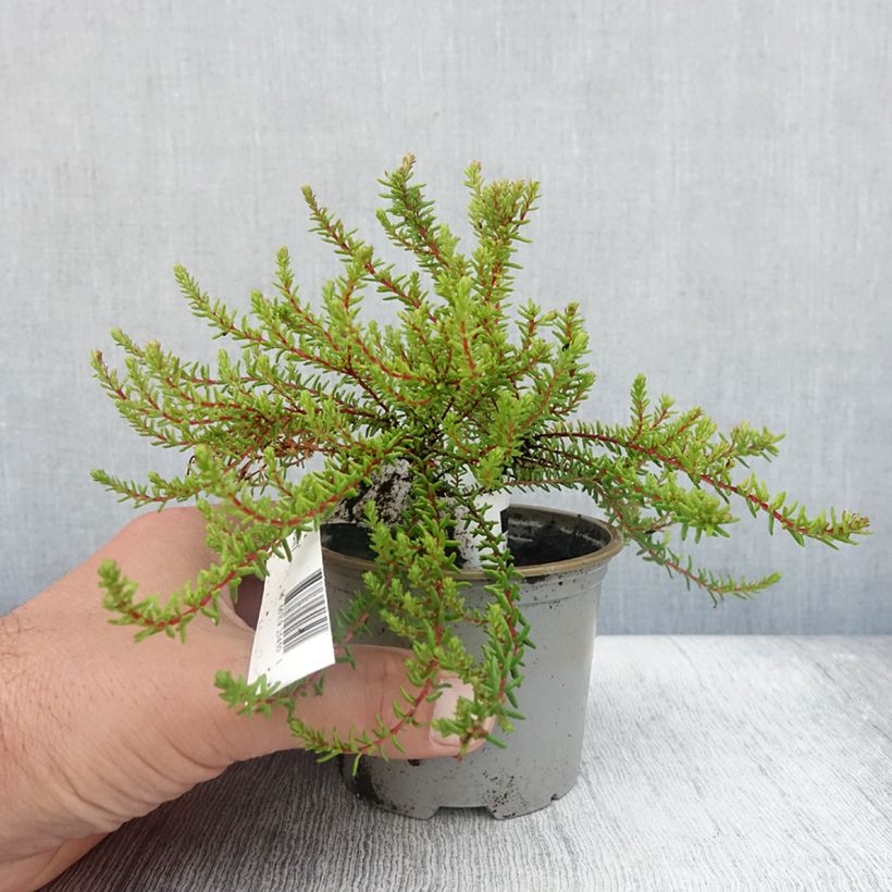 Spécimen de Empetrum nigrum Bernstein - Camarine noire Pot de 10 cm/11cm tel que livré en été
