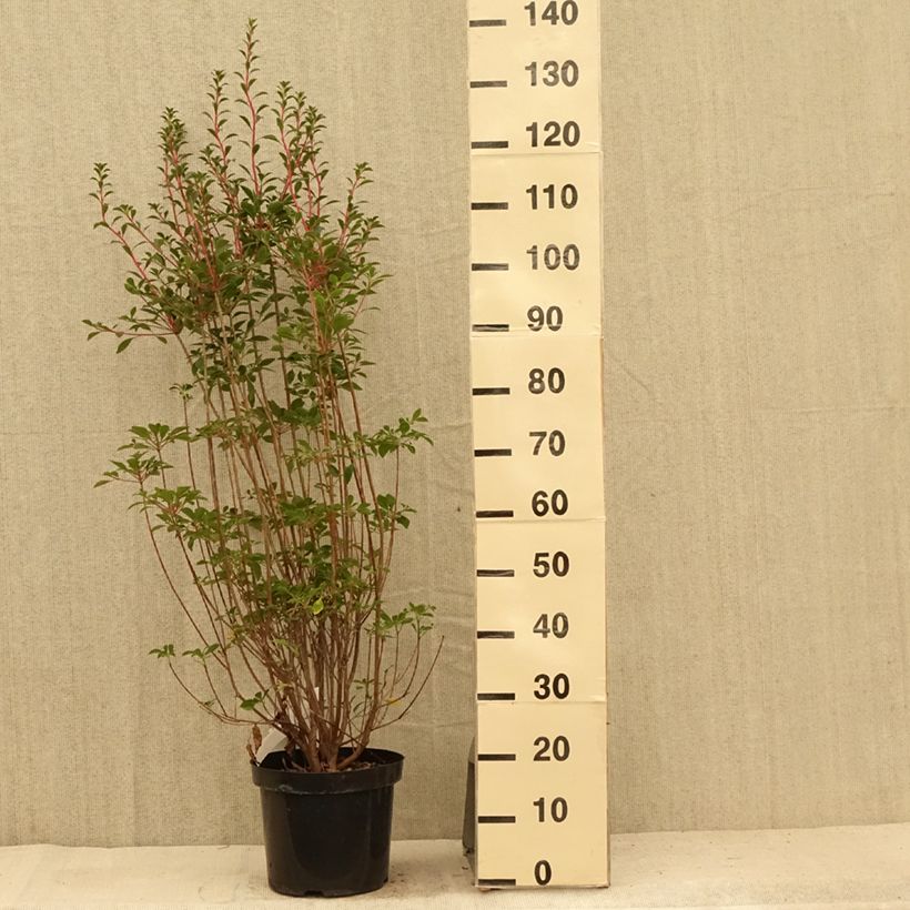 Spécimen de Enkianthus campanulatus - Andromède campanulée Pot de 7,5L/10L tel que livré en été