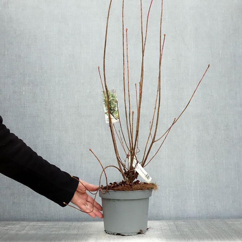 Spécimen de Enkianthus campanulatus Prettycoat - Andromède campanulée  Pot de 2L/3L tel que livré en automne