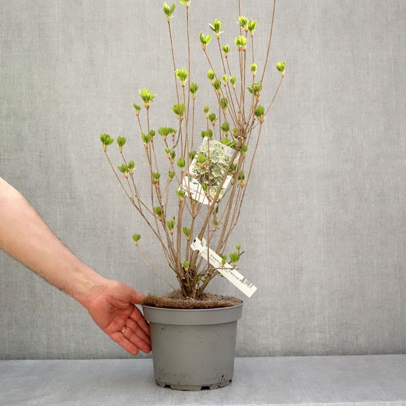 Spécimen de Enkianthus campanulatus Prettycoat - Andromède campanulée  Pot de 4L/5L tel que livré au printemps