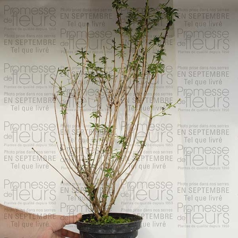 Exemple de spécimen de Enkianthus campanulatus var. palibinii Pot de 4L/5L tel que livré