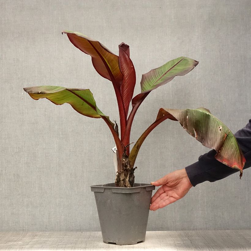 Spécimen de Ensete ventricosum Maurelii - Bananier rouge d'Abyssinie Pot de 4L/5L tel que livré en été