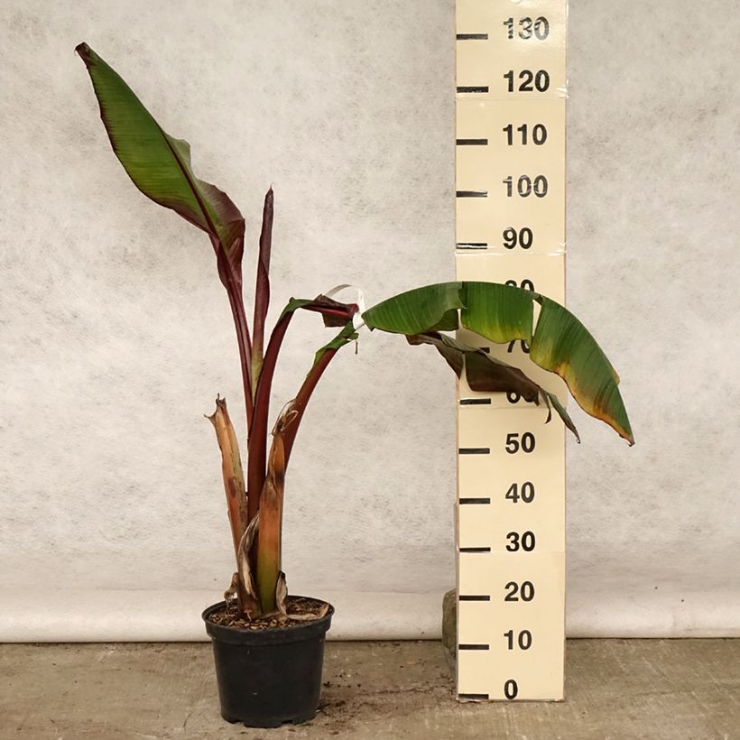 Spécimen de Ensete ventricosum Maurelii - Bananier rouge d'Abyssinie Pot de 7,5L/10L tel que livré en été