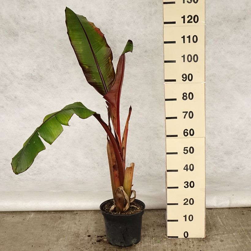 Spécimen de Ensete ventricosum Maurelii - Bananier rouge d'Abyssinie en pot de 7,5L/10L tel que livré au printemps