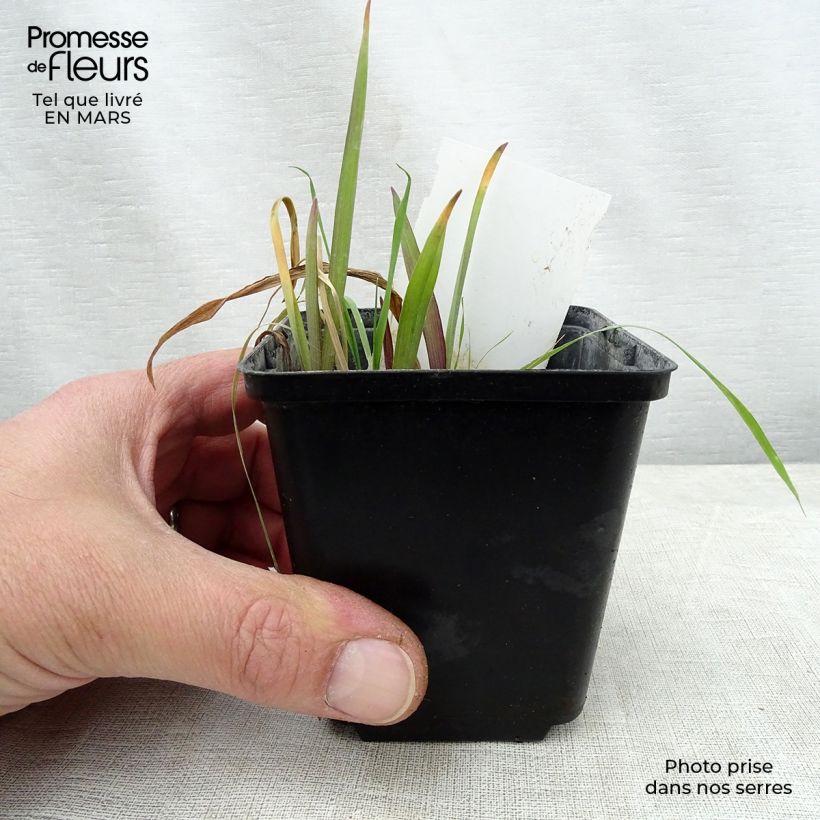 Spécimen de Éphémère de Virginie -Tradescantia andersoniana Angelic Charm Godet de 9cm tel que livré au printemps