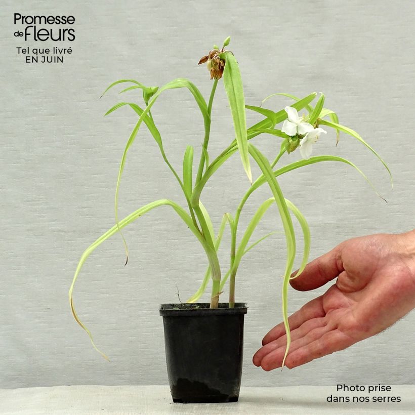 Spécimen de Éphémère de Virginie -Tradescantia andersoniana Angelic Charm Godet de 8/9 cm tel que livré en été