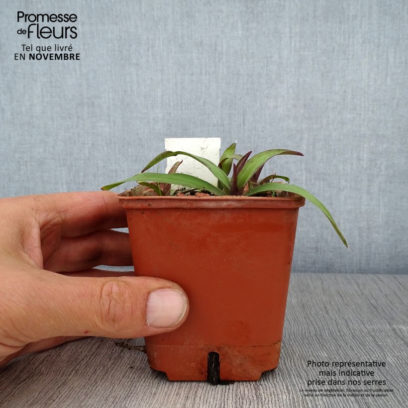 Spécimen de Éphémère de Virginie -Tradescantia andersoniana Angelic Charm Godet de 8/9 cm tel que livré en automne