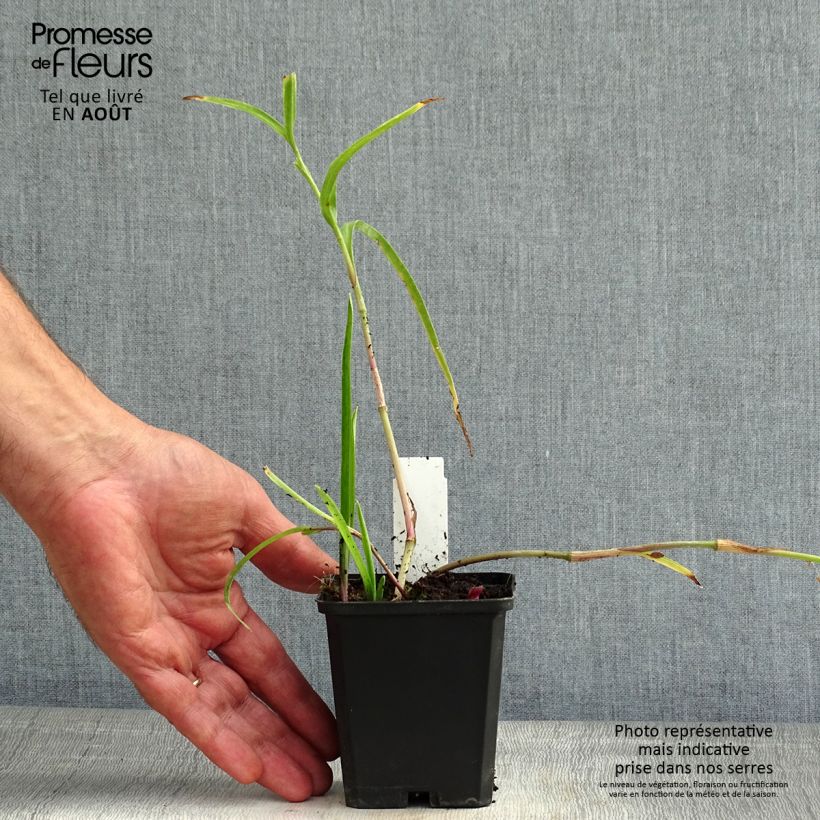 Spécimen de Ephémère de Virginie - Tradescantia andersoniana Bilberry Ice Godet de 8/9 cm tel que livré en été