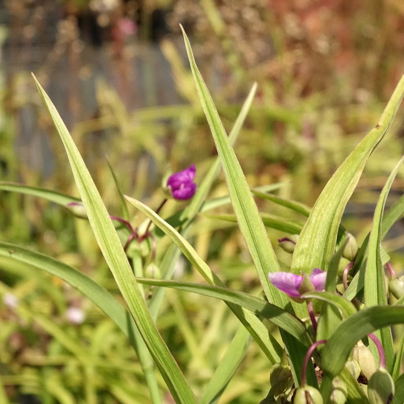 Ephémère de Virginie, Tradescantia andersoniana Karminglut (Feuillage)