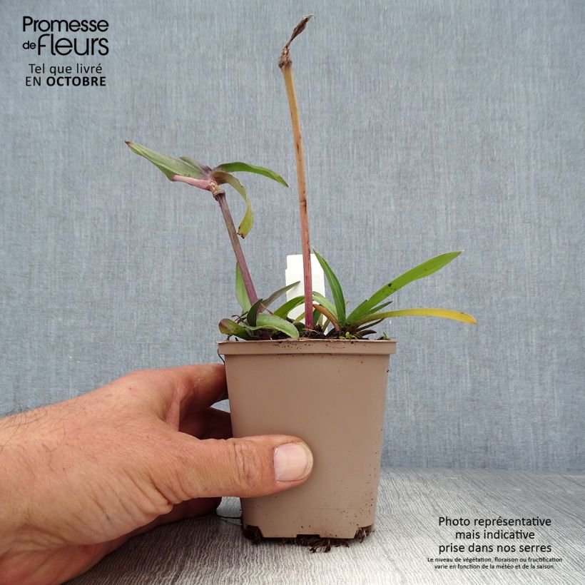 Spécimen de Ephémère de Virginie, Tradescantia andersoniana Karminglut Godet de 8/9 cm tel que livré en automne