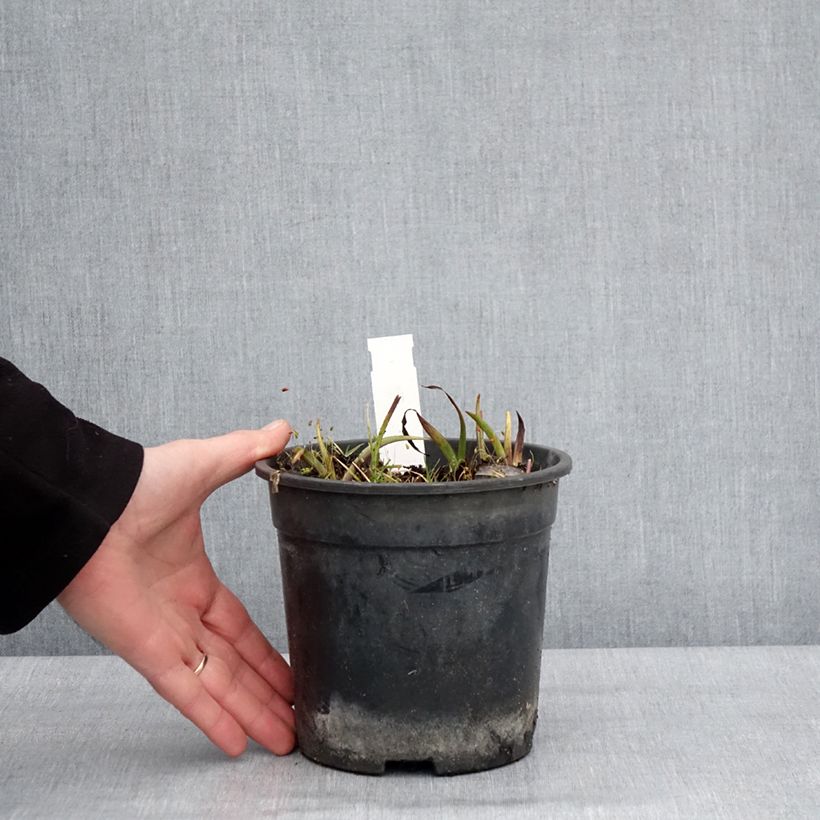Spécimen de Ephémère de Virginie - Tradescantia andersoniana Ocean Blue Pot de 2L/3L tel que livré en hiver