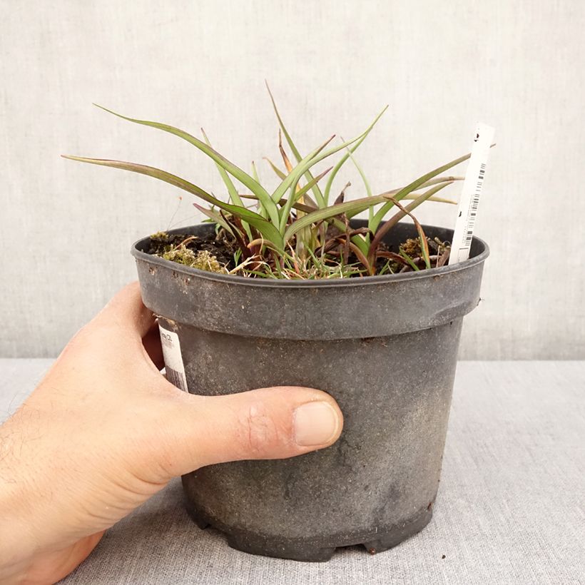 Spécimen de Ephémère de Virginie - Tradescantia andersoniana Ocean Blue - Pot de 2L/3L tel que livré au printemps