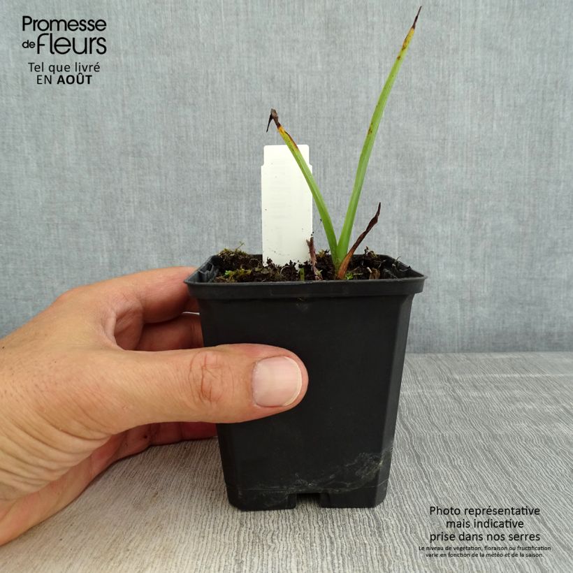 Spécimen de Ephémère de Virginie - Tradescantia andersoniana Osprey Godet de 8/9 cm tel que livré en été