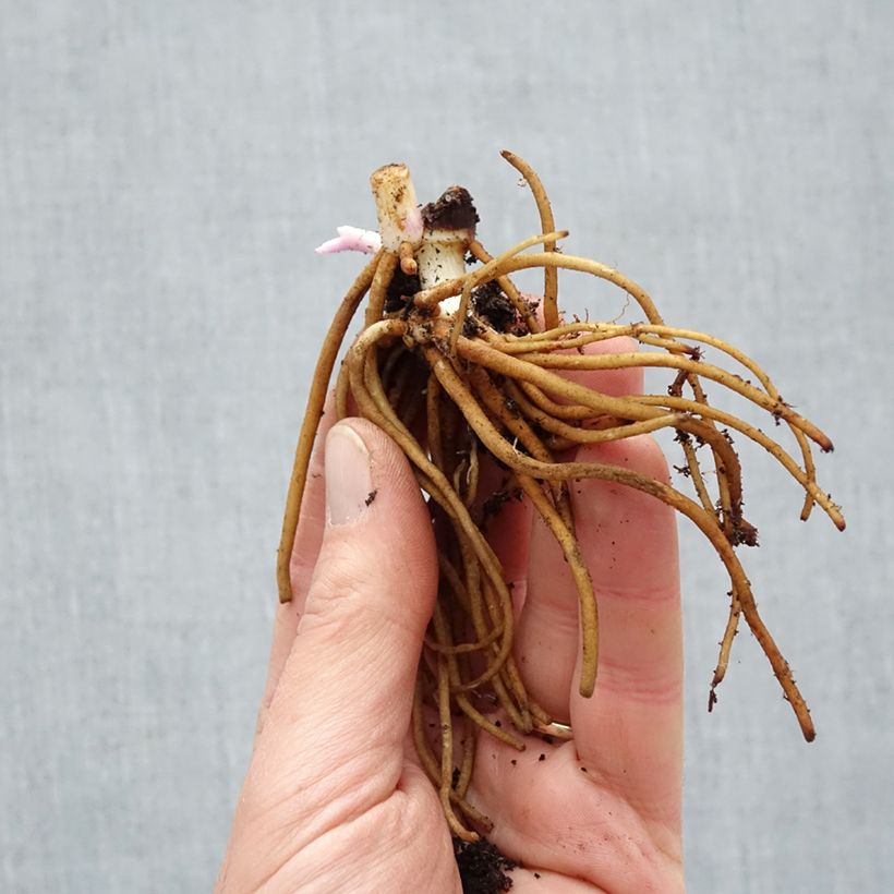 Spécimen de Ephémère de Virginie - Tradescantia andersoniana Osprey - Racines nues tel que livré en hiver