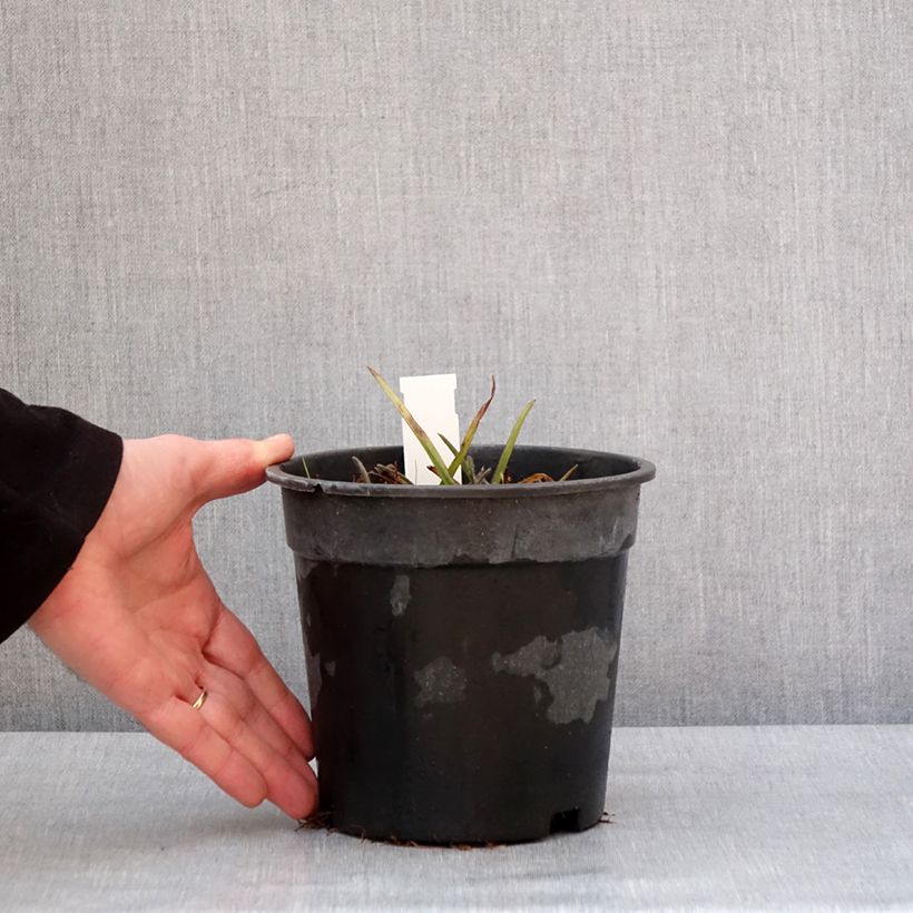 Spécimen de Ephémère de Virginie - Tradescantia andersoniana Pink Chablis Pot de 2L/3L tel que livré en hiver