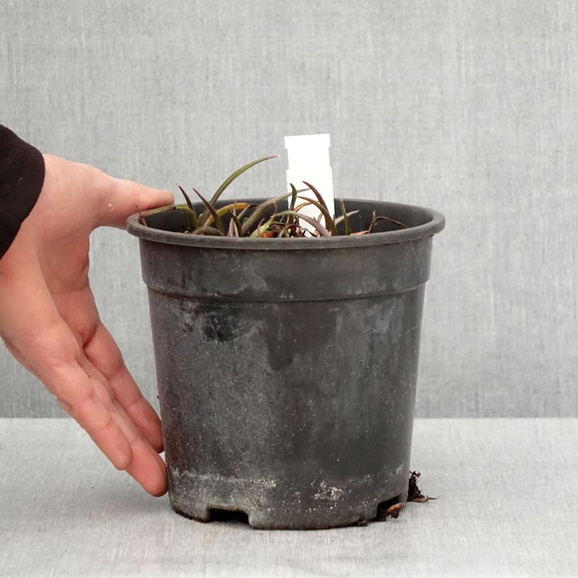 Spécimen de Ephémère de Virginie - Tradescantia andersoniana Pink Chablis - Pot de 2L/3L tel que livré au printemps