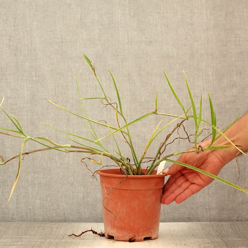 Spécimen de Ephémère de Virginie - Tradescantia andersoniana Red Grape Pot de 2L/3L tel que livré en été