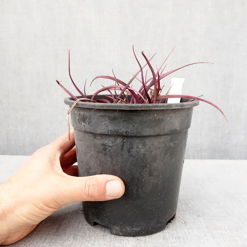 Spécimen de Ephémère de Virginie - Tradescantia andersoniana Red Grape - Pot de 2L/3L tel que livré au printemps
