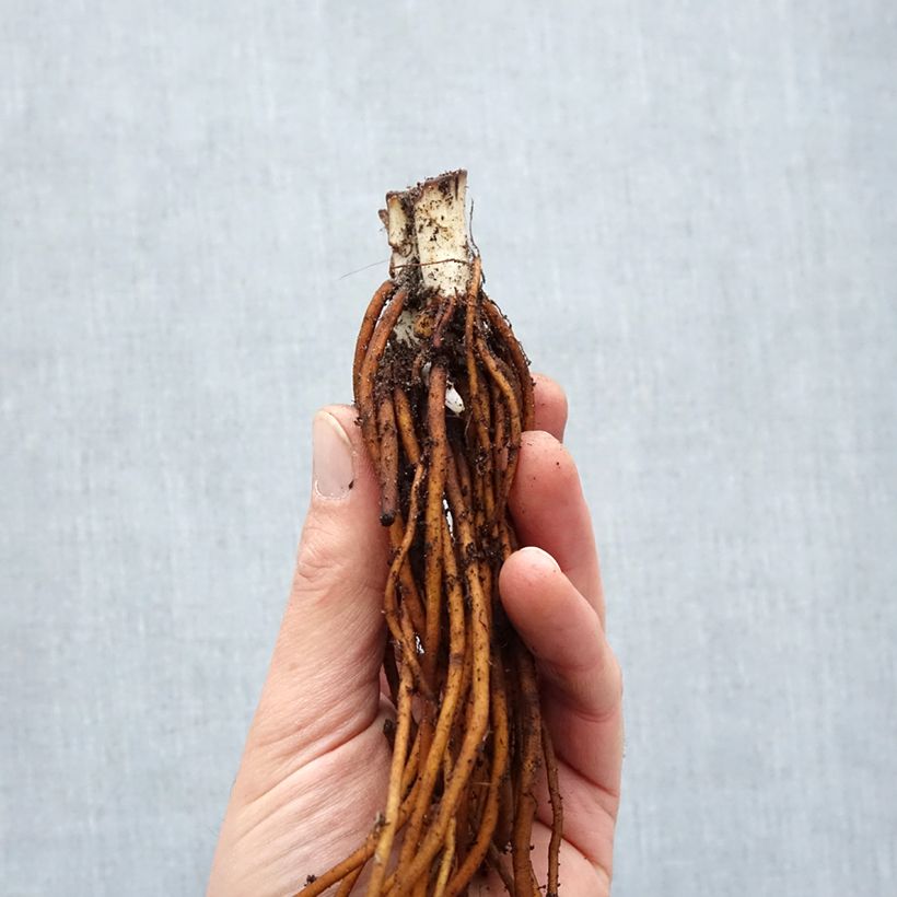 Spécimen de Ephémère de Virginie - Tradescantia andersoniana Red Grape - Racines nues tel que livré en hiver