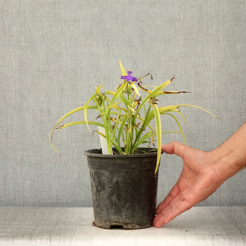 Spécimen de Éphémère de Virginie - Tradescantia andersoniana Sweet Kate Pot de 2L/3L tel que livré en été