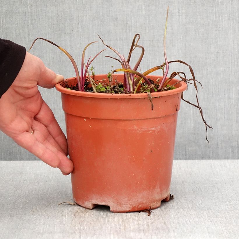 Spécimen de Éphémère de Virginie - Tradescantia andersoniana Sweet Kate - Pot de 2L/3L tel que livré au printemps