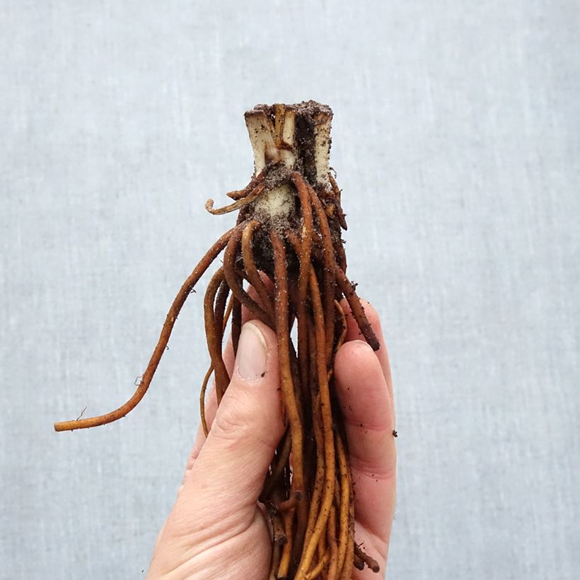 Spécimen de Éphémère de Virginie - Tradescantia andersoniana Sweet Kate - Racines nues tel que livré en hiver