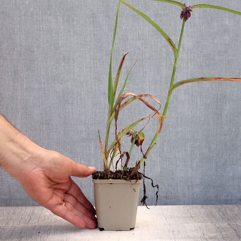 Spécimen de Ephémère de Virginie - Tradescantia andersonina Concord Grape Godet de 8/9 cm tel que livré en été