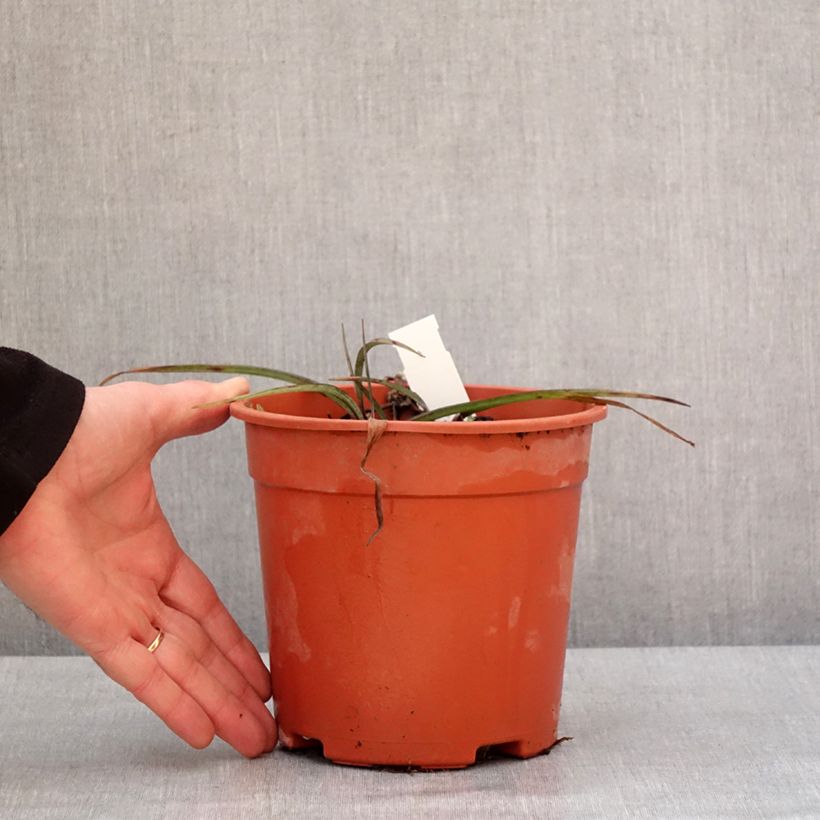 Spécimen de Ephémère de Virginie - Tradescantia andersonina Concord Grape Pot de 2L/3L tel que livré en hiver