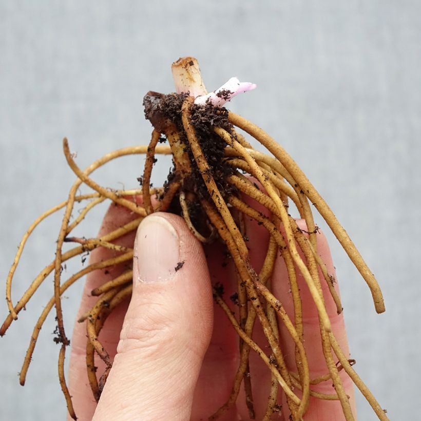 Spécimen de Ephémère de Virginie - Tradescantia andersonina Concord Grape Racines nues, Qualité Extra équivalant à un pot de 2L tel que livré en hiver