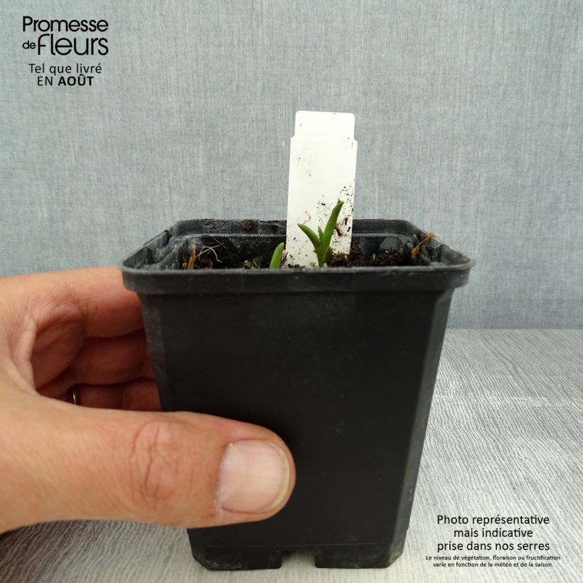 Spécimen de Ephémère de Virginie - Tradescantia x andersoniana Innocence  Godet de 8/9 cm tel que livré en été