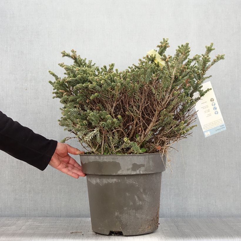 Spécimen de Epicea bleu - Picea pungens Blue Mountain - Pot tel que livré au printemps