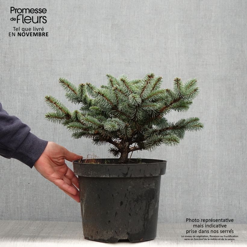 Spécimen de Epicea bleu - Picea pungens Glauca Globosa  tel que livré en automne