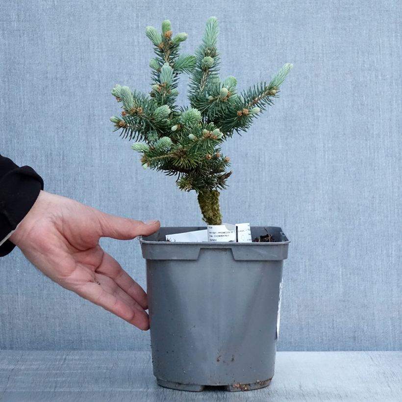 Spécimen de Epicea bleu - Picea pungens Glauca Globosa en pot de 3L tel que livré au printemps