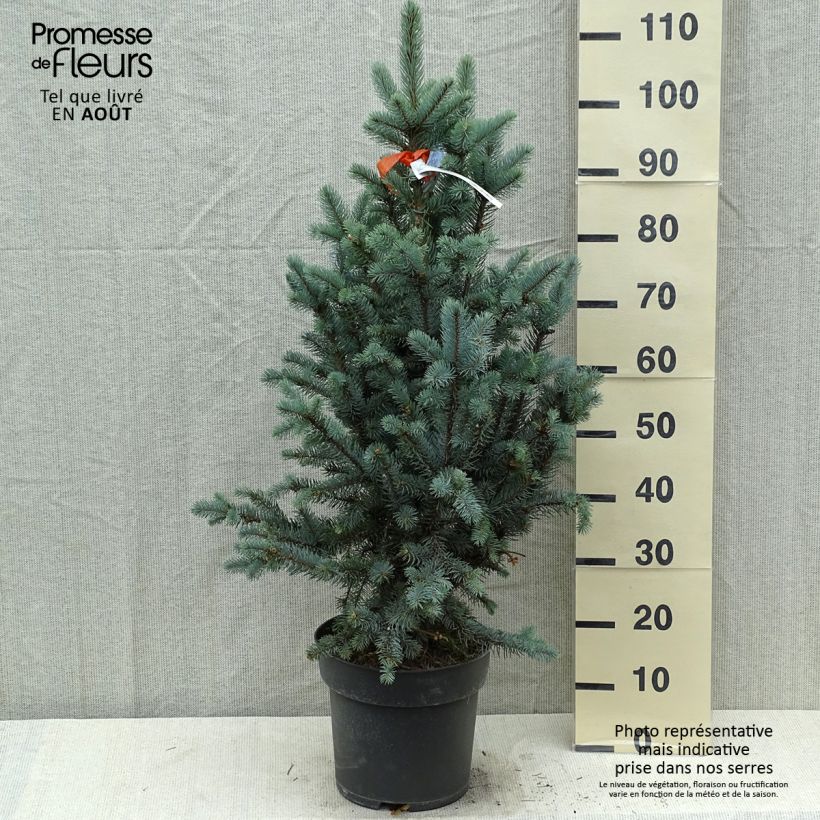 Spécimen de Epicea bleu - Picea pungens Iseli Fastigiate                   Pièce tel que livré en été