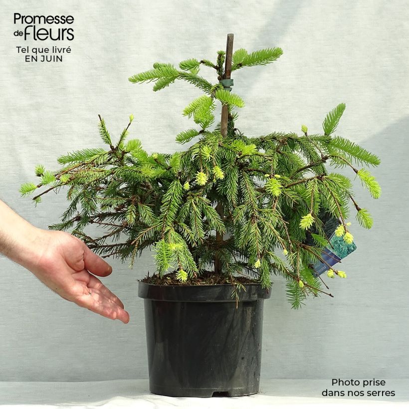 Example of Épicéa commun - Picea abies Acrocona as you get in ete