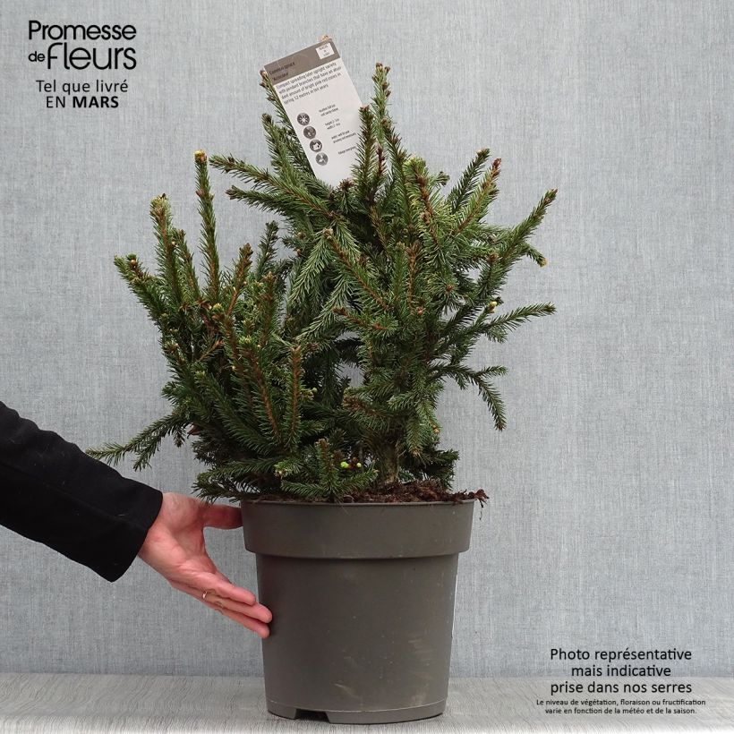 Spécimen de Épicéa commun - Picea abies Acrocona Pot tel que livré au printemps