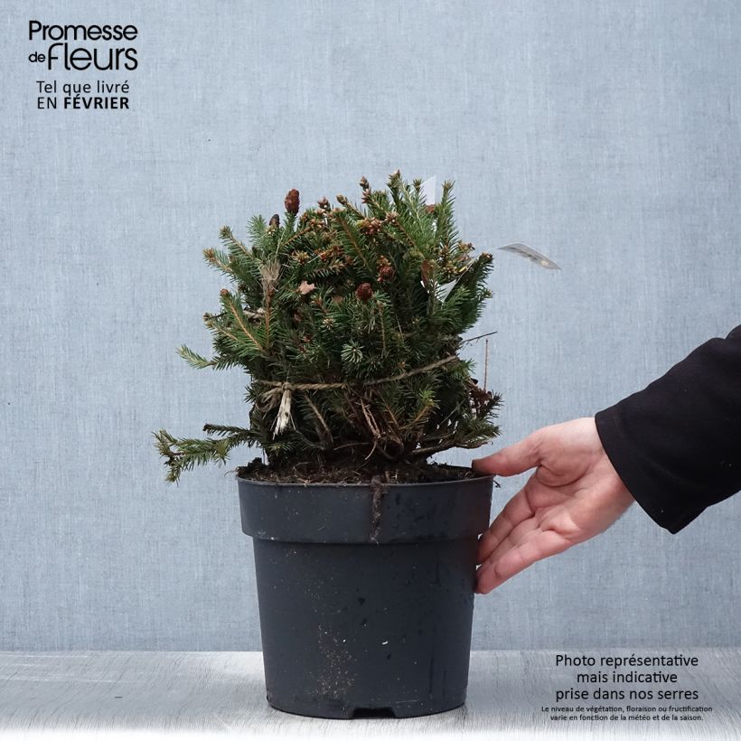 Spécimen de Epicea commun nain - Picea abies Pusch tel que livré en hiver