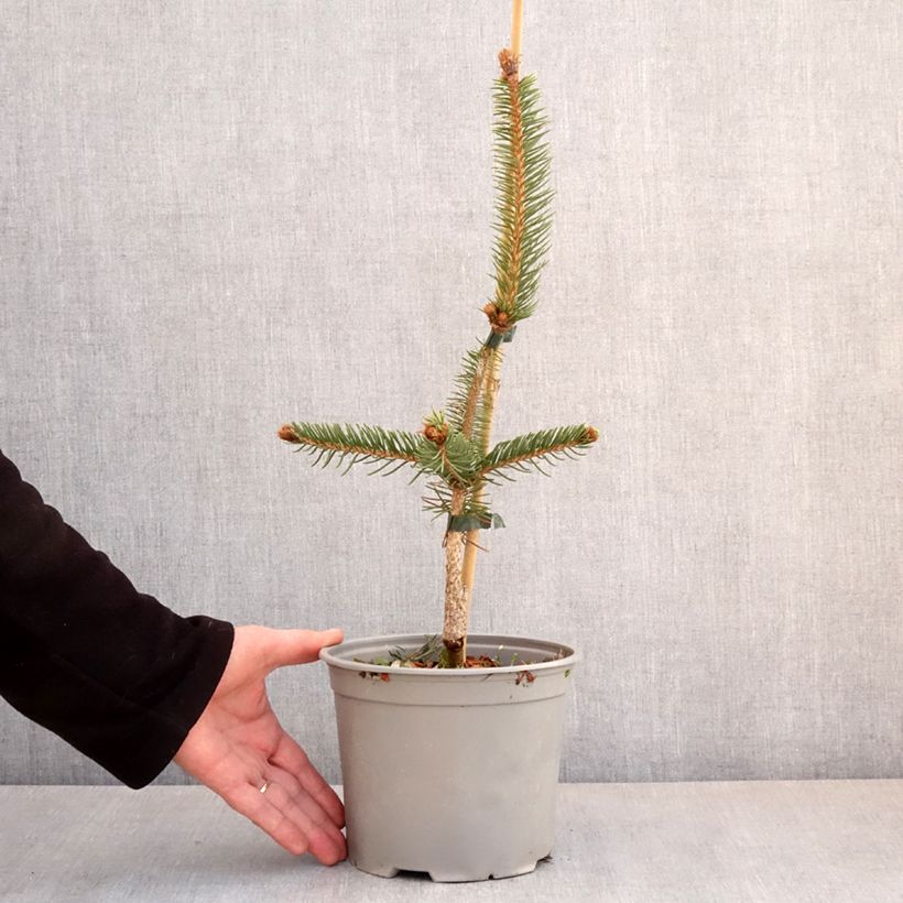 Spécimen de Epicéa commun - Picea abies Cranstonii - Pot de 3L/4L tel que livré au printemps