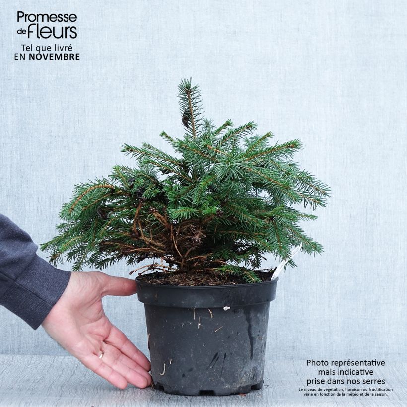 Spécimen de Epicea commun - Picea abies Maxwellii Pot de 2L/3L tel que livré en automne