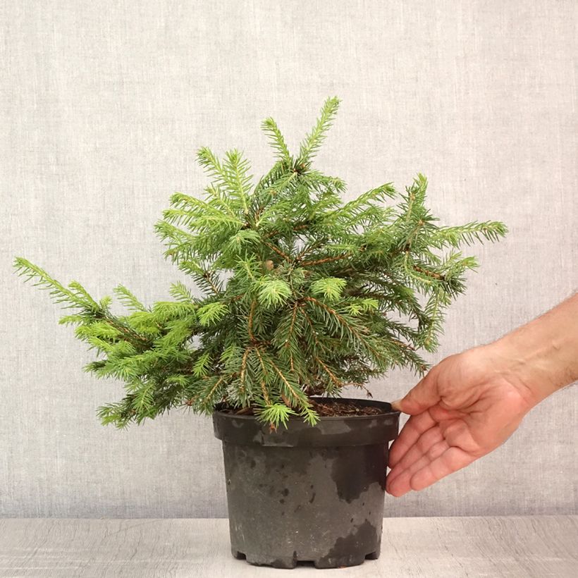 Spécimen de Epicea commun - Picea abies Maxwellii Pot de 2L/3L tel que livré en été