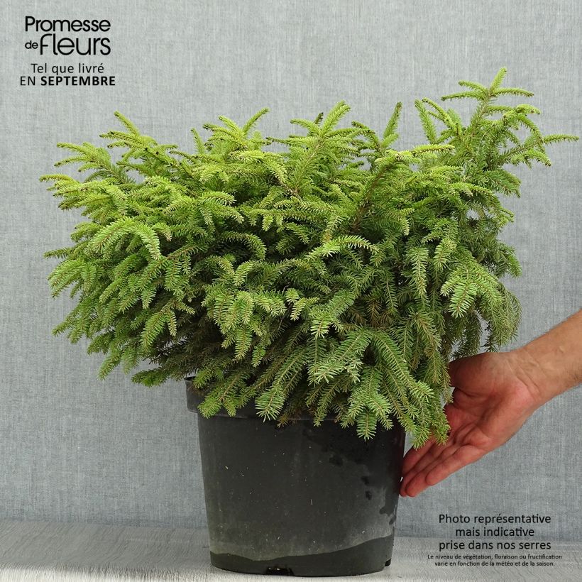 Spécimen de Épicéa commun - Picea abies Nidiformis Pot de 7,5L/10L tel que livré en été