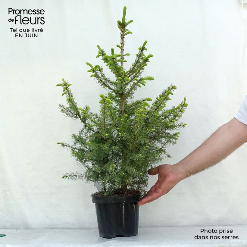 Spécimen de Épicéa de Serbie Nana - Picea omorika Pot de 2L/3L tel que livré en été
