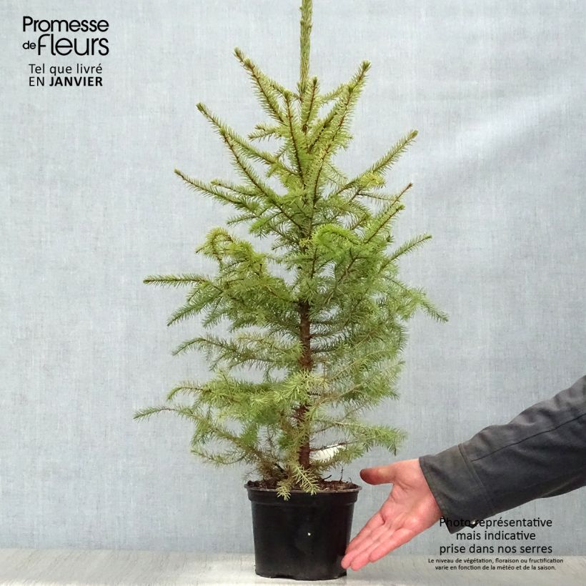 Spécimen de Épicéa de Serbie Nana - Picea omorika tel que livré en hiver