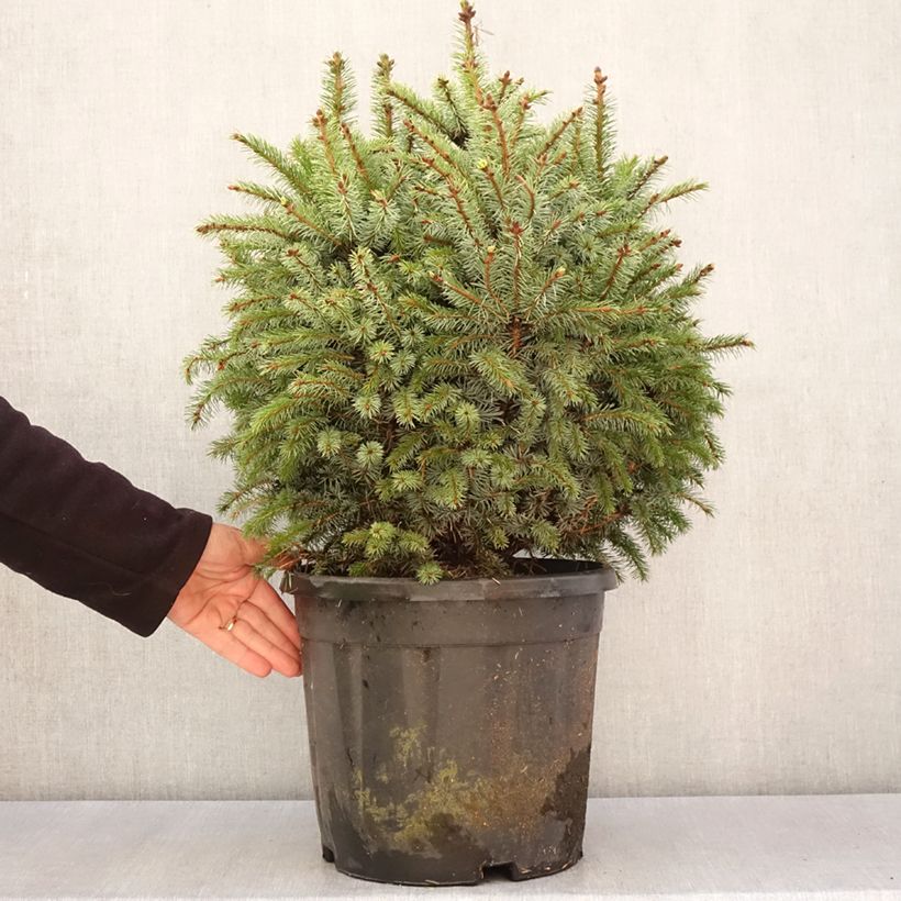 Spécimen de Épicéa de Sitka nain - Picea sitchensis Tenas PièceHauteur livrée env. 15/20cm tel que livré au printemps