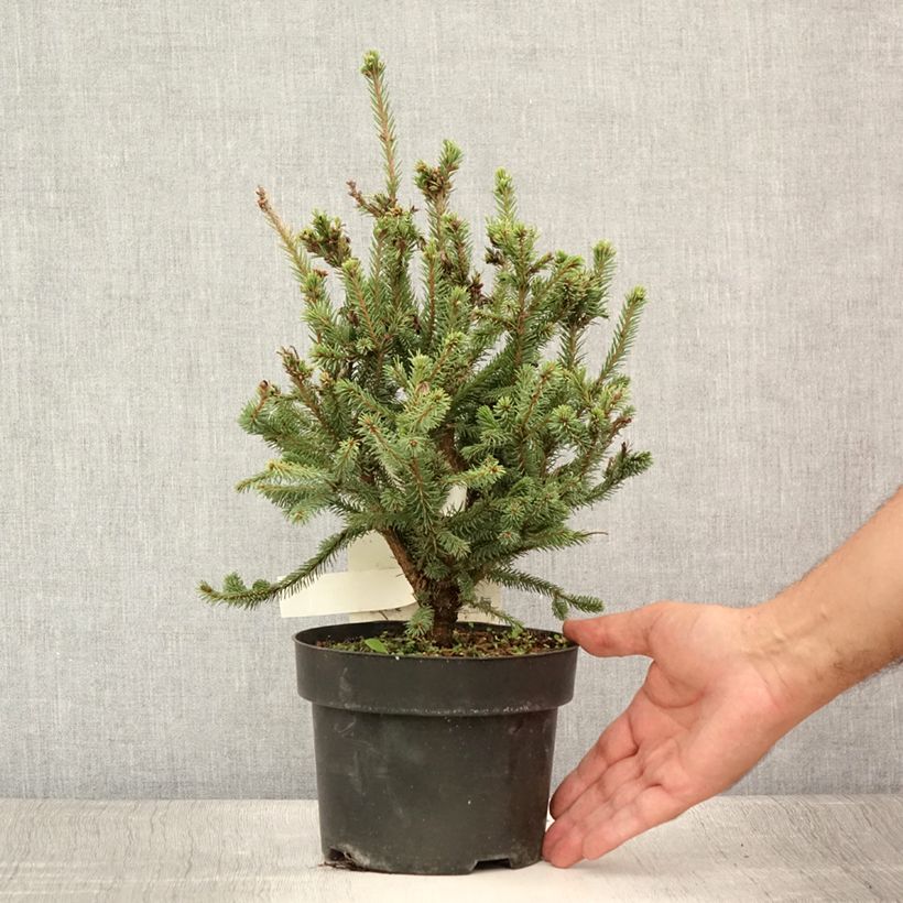 Spécimen de Épicéa de Sitka - Picea sitchensis Nana Pot de 2L/3L tel que livré en été