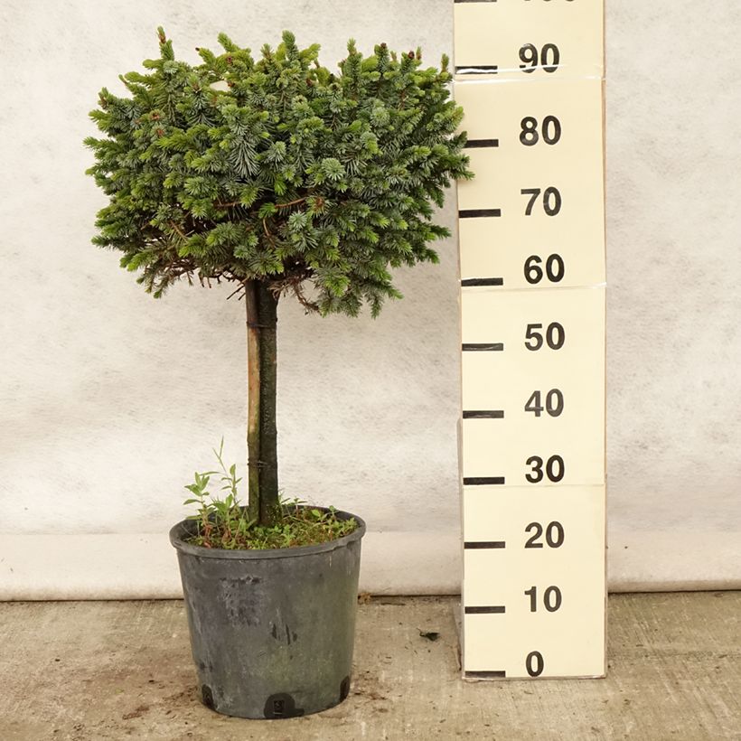 Spécimen de Épicéa de Sitka - Picea sitchensis Silberzwerg Pot de 12L/15L, Tige tel que livré en été