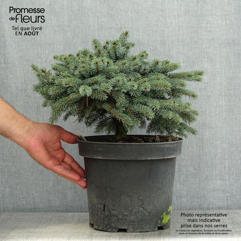 Spécimen de Epicéa nain - Picea mariorika Machala      Pot de 4L/5L tel que livré en été