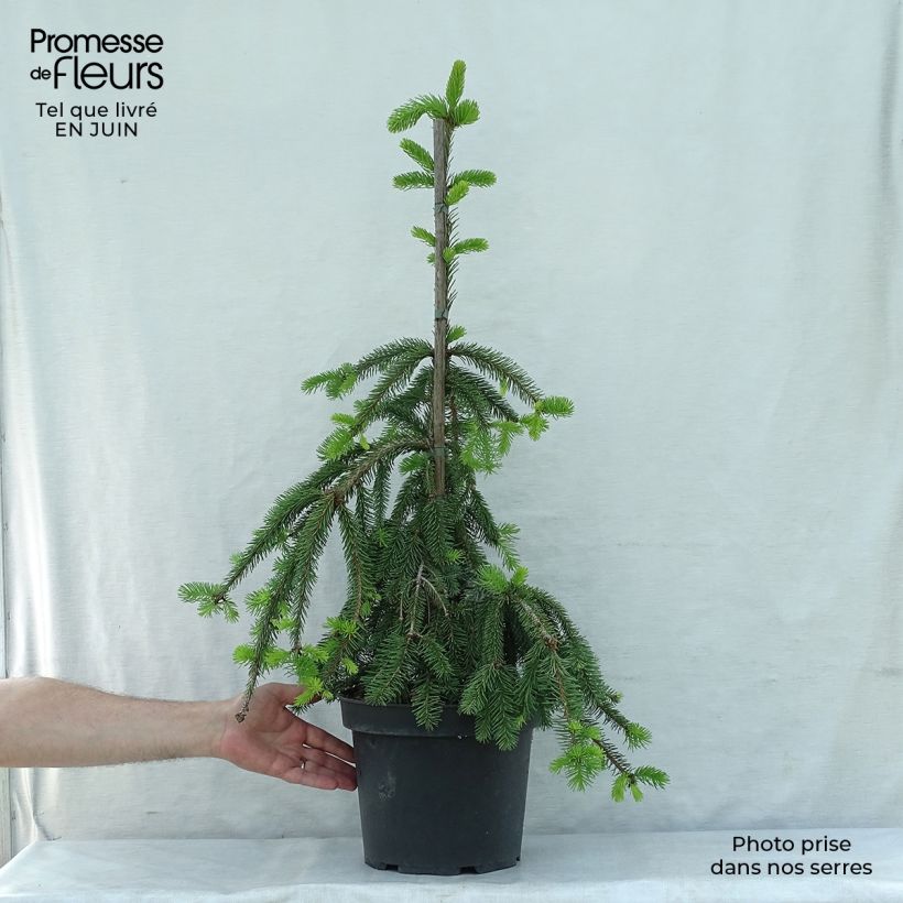 Spécimen de Épicéa pleureur - Picea abies Inversa                        Pièce tel que livré en été