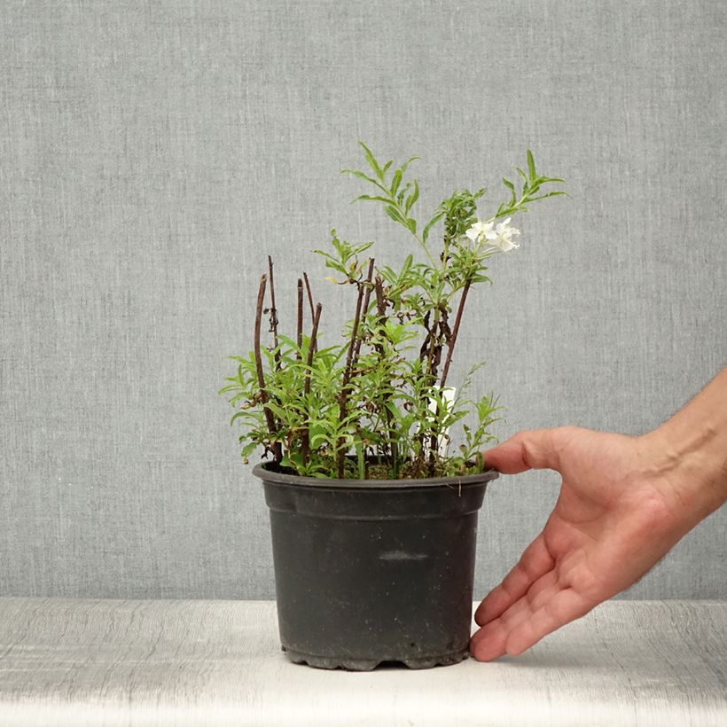 Spécimen de Epilobe blanche - Epilobium angustifolium album Pot de 2L/3L tel que livré en été
