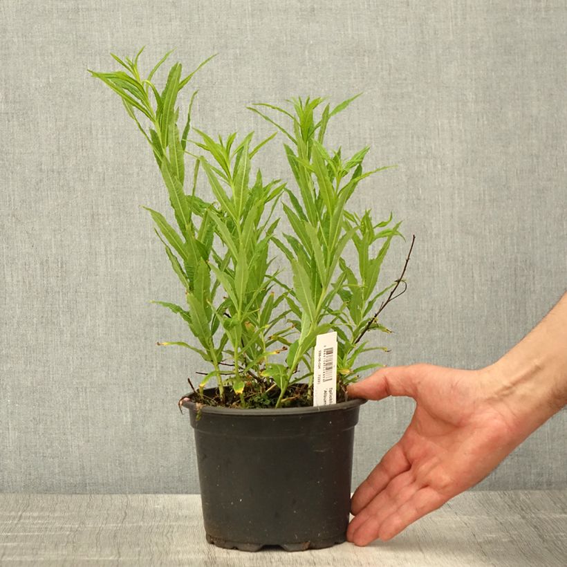 Spécimen de Epilobe blanche - Epilobium angustifolium album en pot de 2/3L tel que livré au printemps
